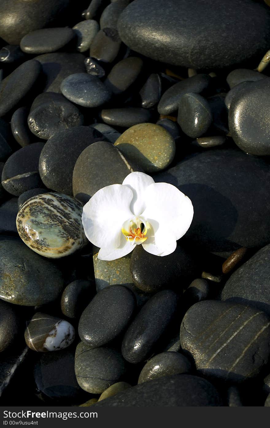 White orchid flower with stone