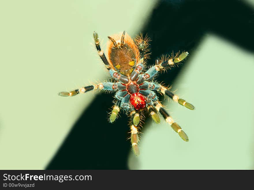 Tarantula Spider Bottom View