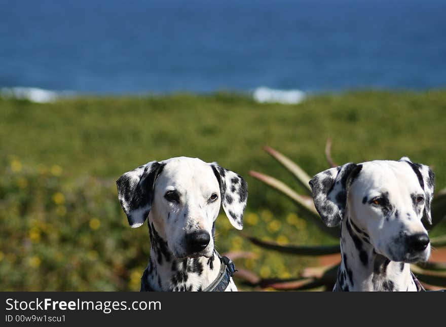 Two Dalmatian dogs on guard at the sea. Two Dalmatian dogs on guard at the sea