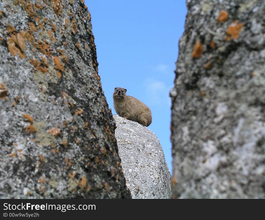 Hyrax or rock dassie, lat. Procavia capensis. 
Sociable animal, lives in colonies up to 60 individuals, occupying mountains and rocky
outcrops. It feeds on vegetation. Belongs to
ungulates (hoofed animals), and it's related 
to elephants. Length 60 cm, weight up to 5.5 kg.