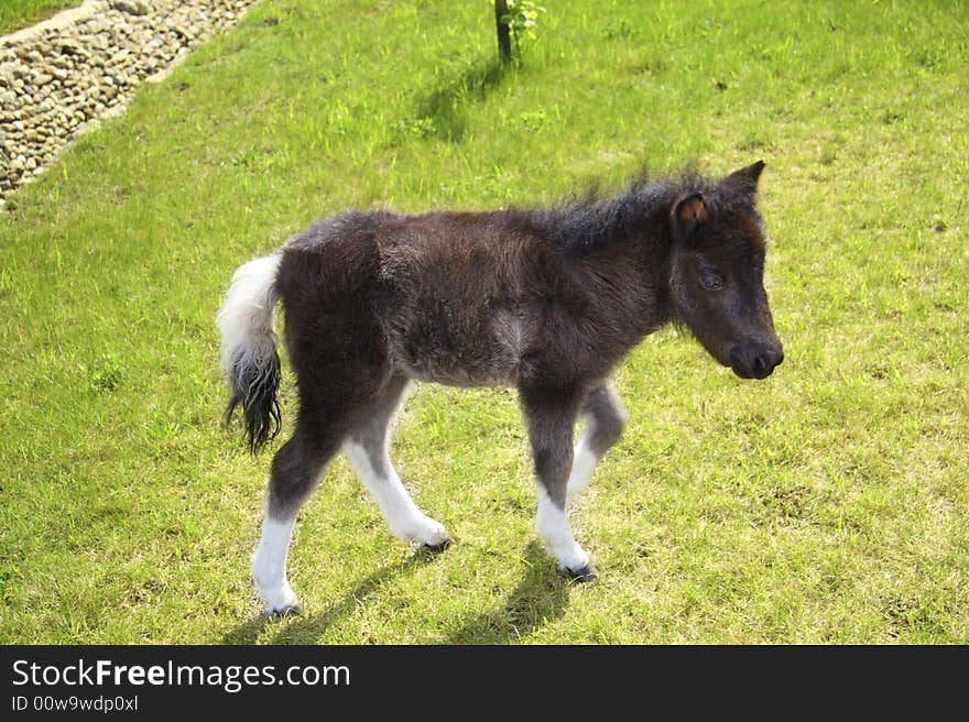 Young pony horse on green grass