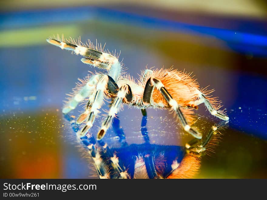 Tarantula Spider ready to st