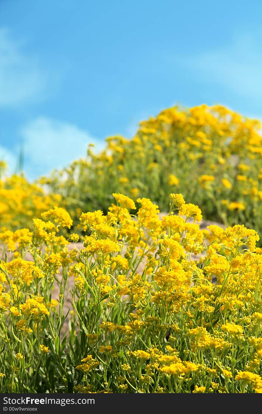 Yellow flowers on spring field on blue sky