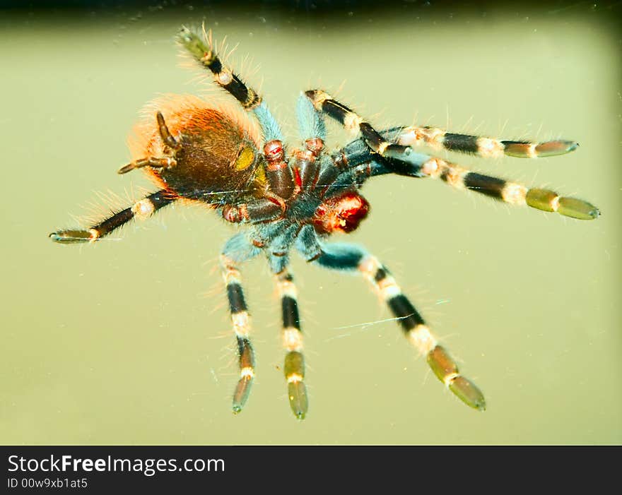 Tarantula Spider bottom view