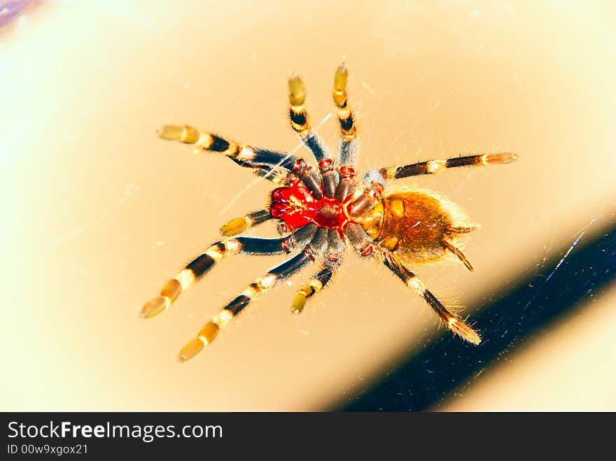 Tarantula Spider Bottom View