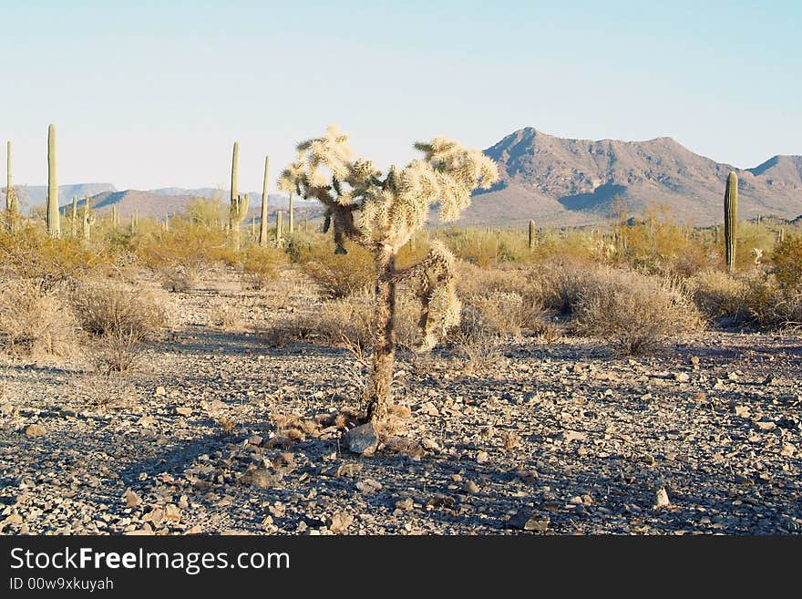 Picture taken of a shoya tree with the mountains and sahuaro trees as a back ground with the fore ground with a lor of  little rocks.