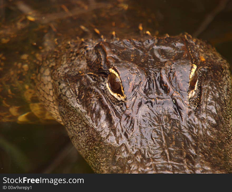 Alligator swimming