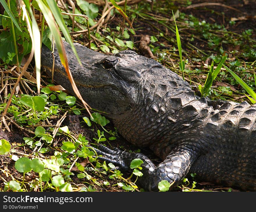 Alligator Resting