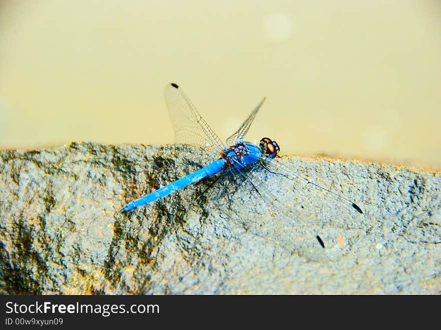 Blue dragon fly perched on a rock. Blue dragon fly perched on a rock