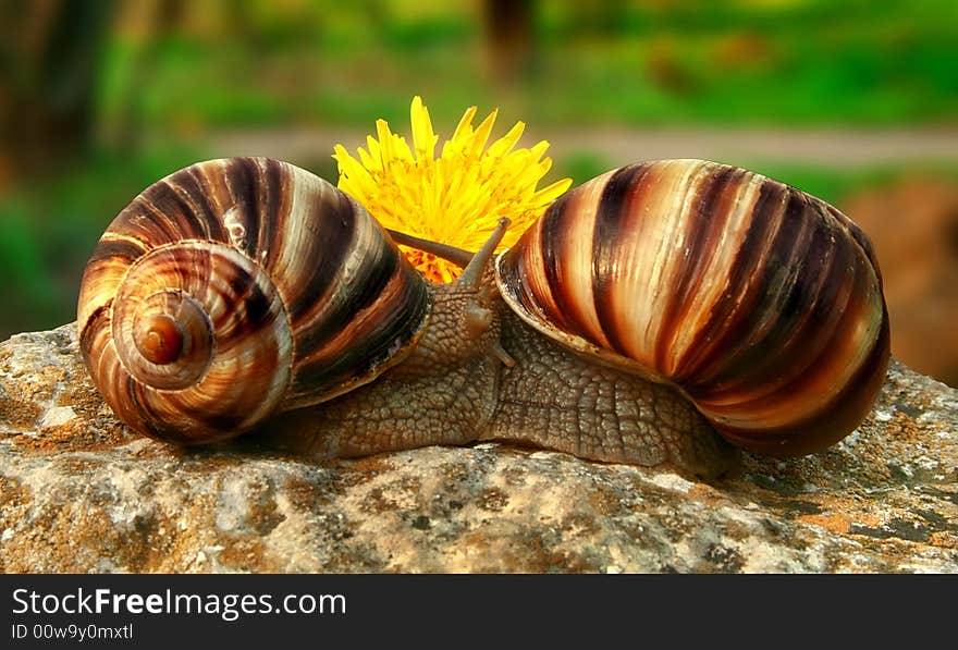 Two grape snails on the nature