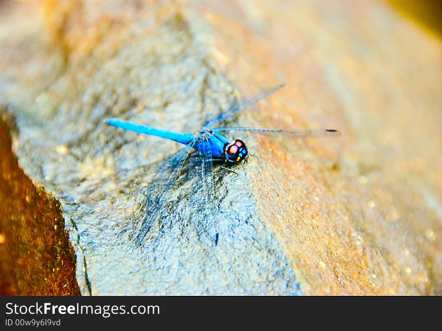 Blue Dragon Fly on rock