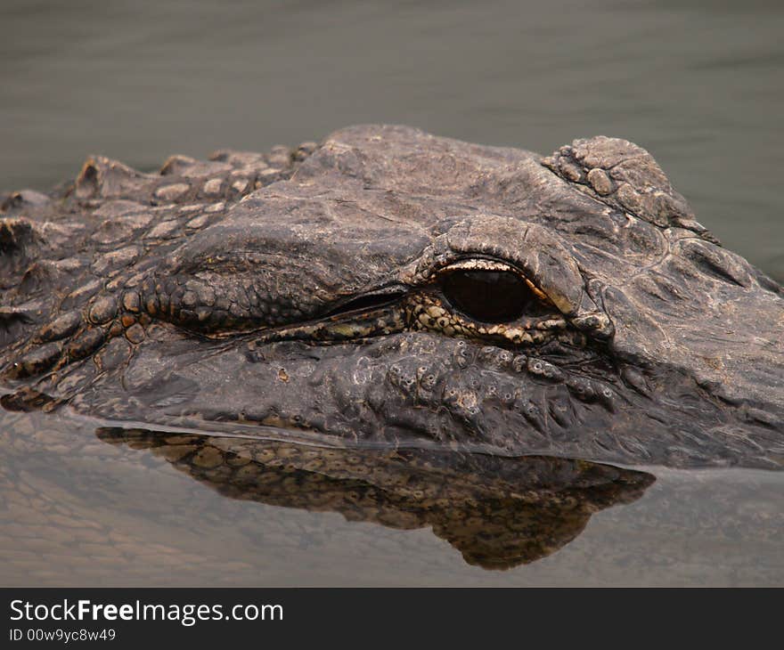 Alligator swimming