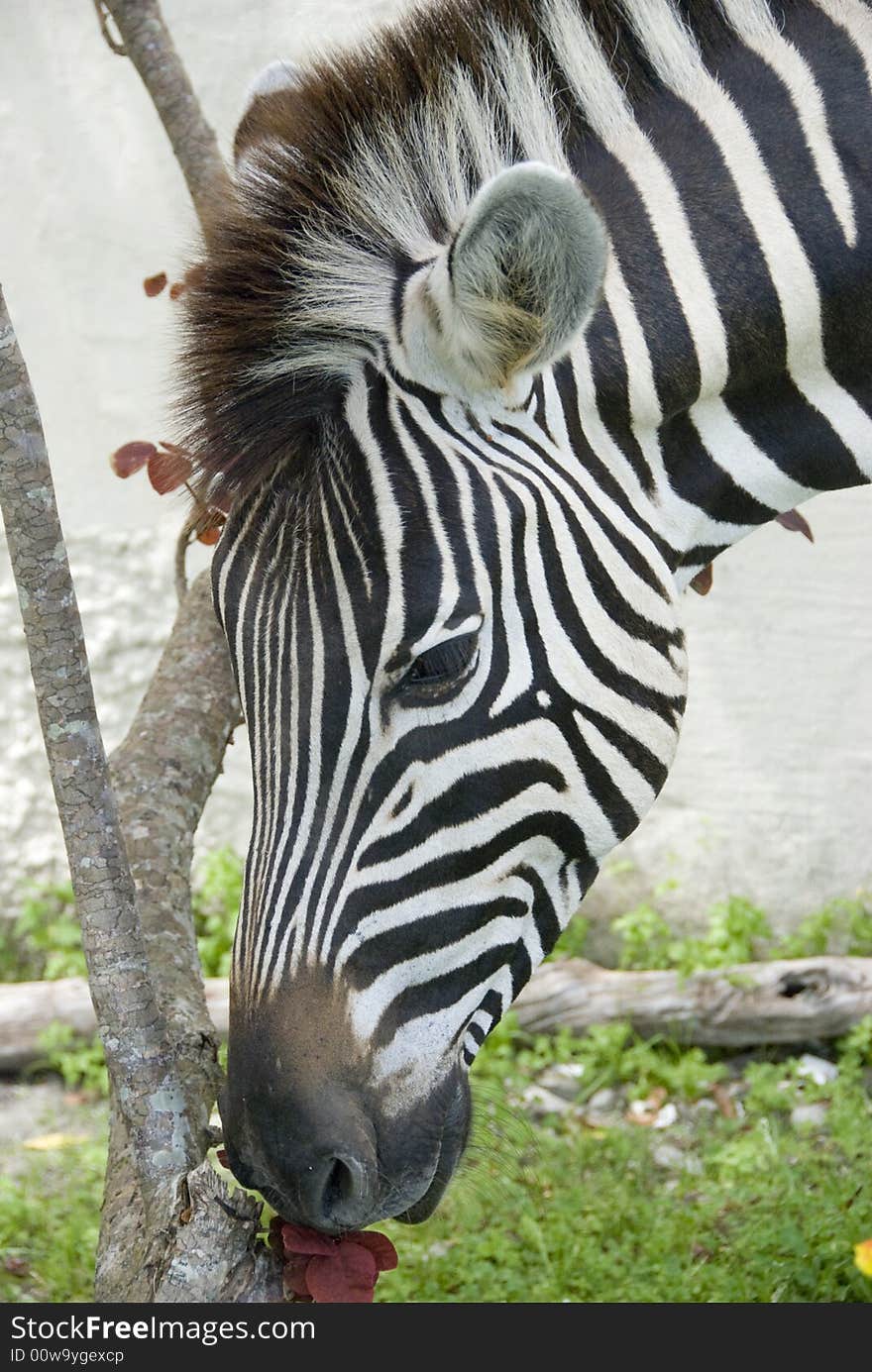 Zebra head & Bougainvillea