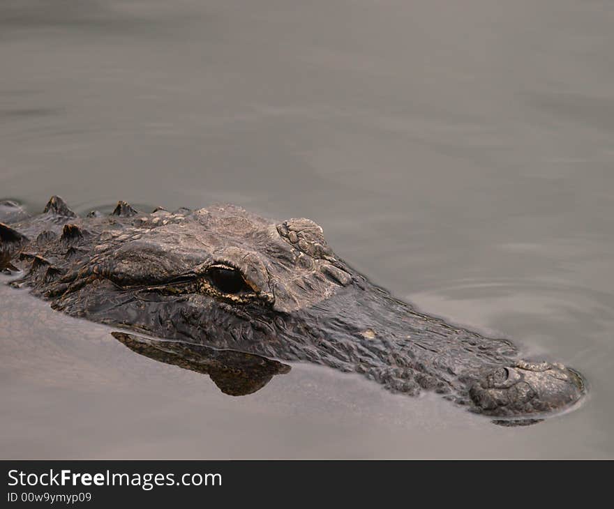 Alligator swimming