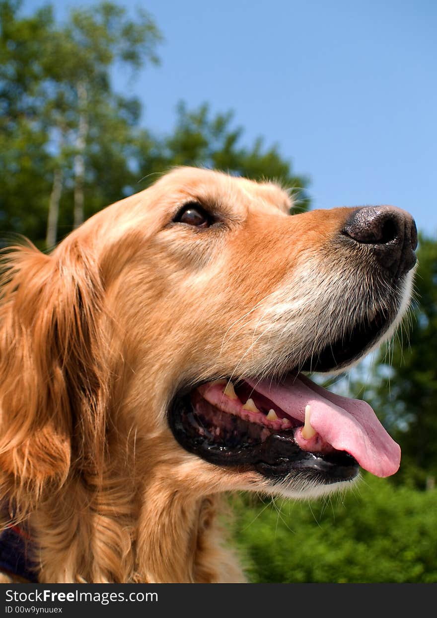 Head shot of a golden retriever. Head shot of a golden retriever.