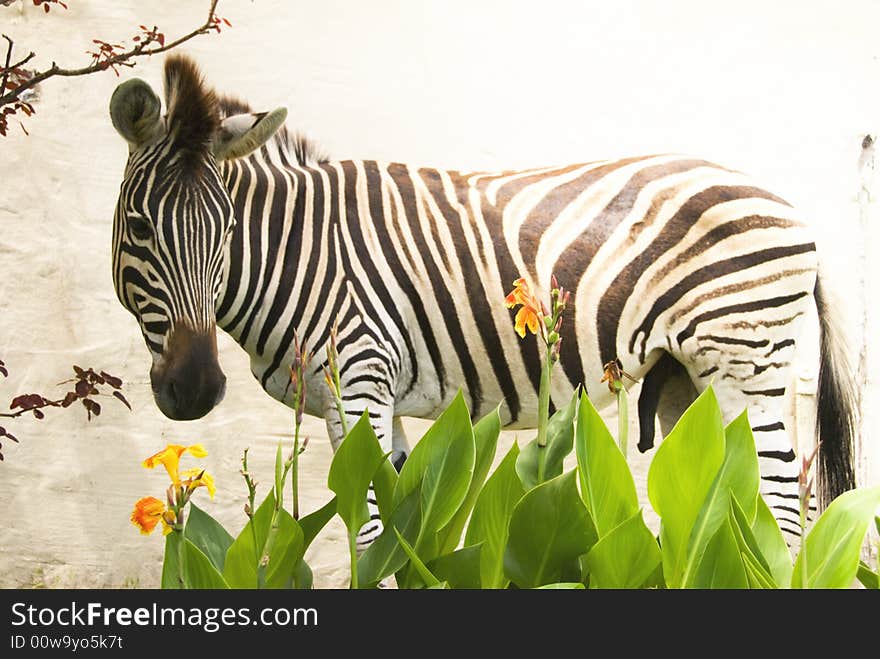 Zebra & Flowers