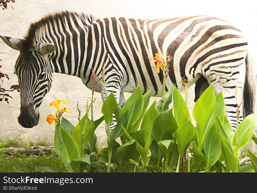 Zebra & flowers