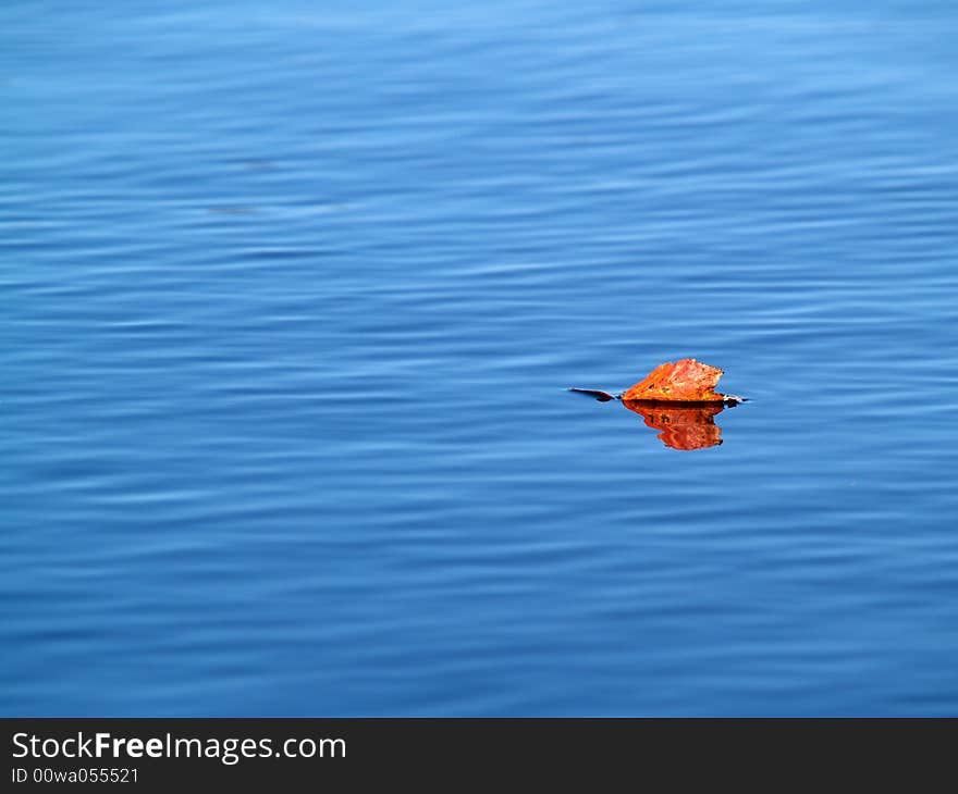 Solitary autumn leaf floating on a calm lake