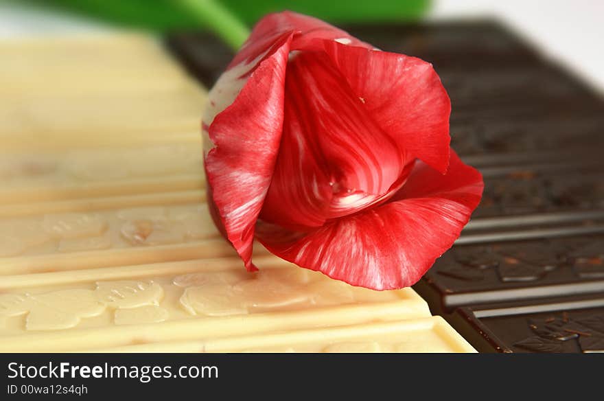 Red tulip on a background of white and black chocolate