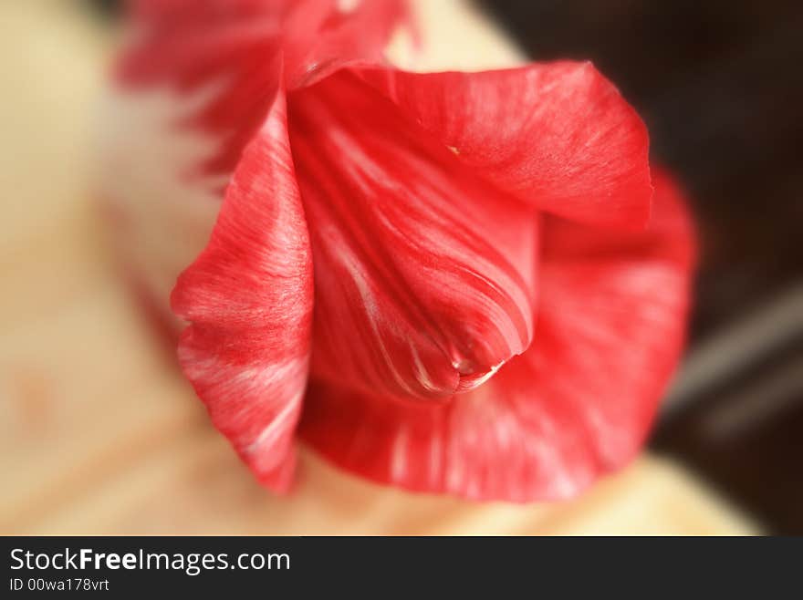 Red Tulip On A Background Of  Chocolate