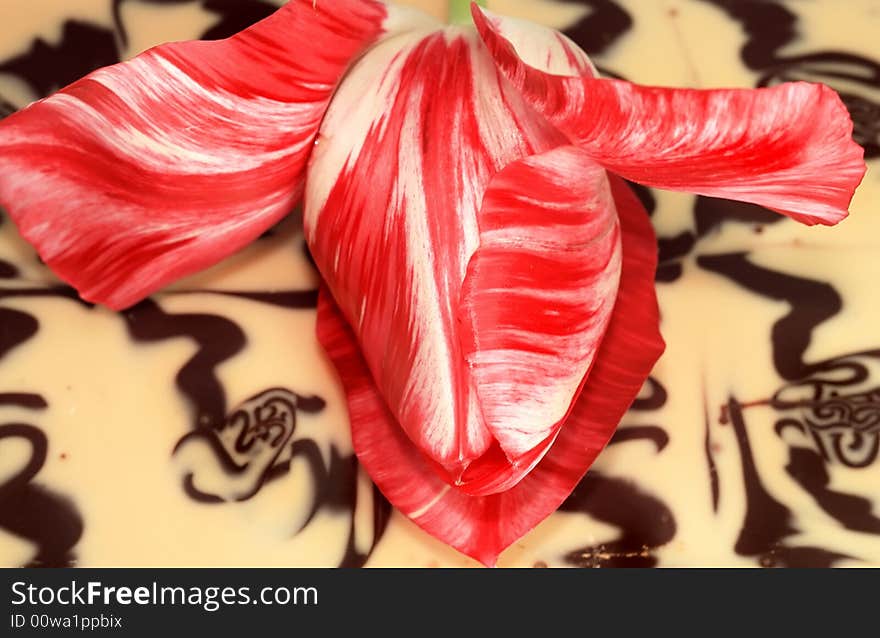 Red tulip on a background of white and black chocolate