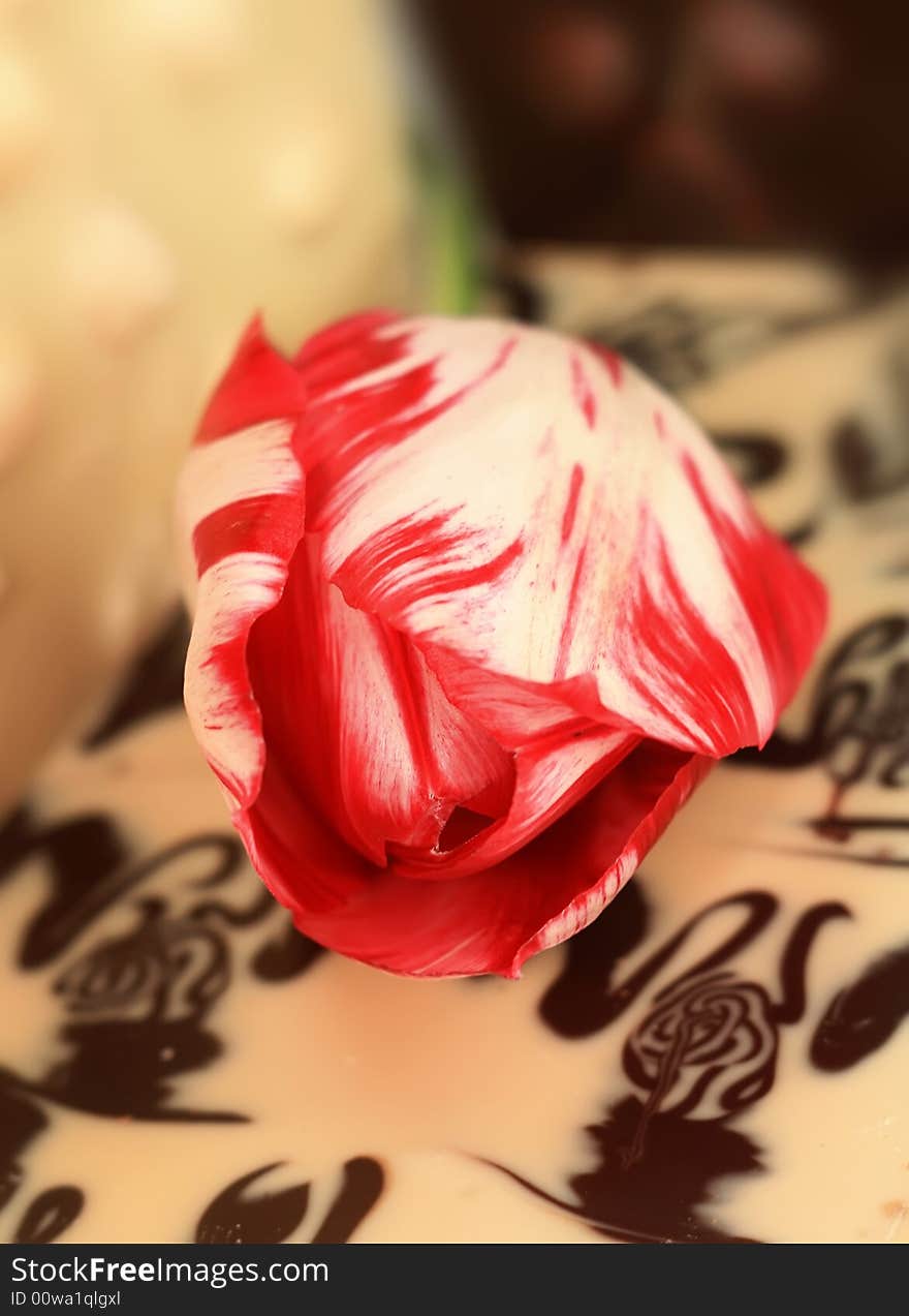 Red tulip on a background of white and black chocolate