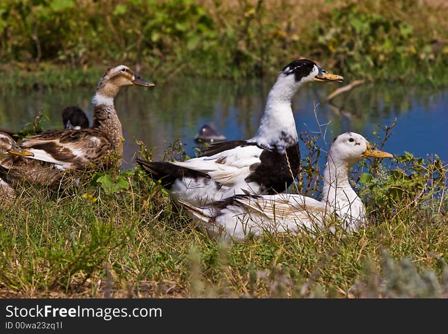 Animal series: three ducks on the stream