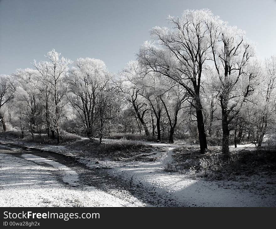 Winter trees, small forrest after freezing. Winter trees, small forrest after freezing