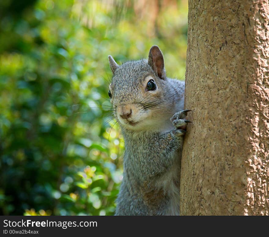 Horizontal photograph of very curious squirrel on tree looking directly at camera