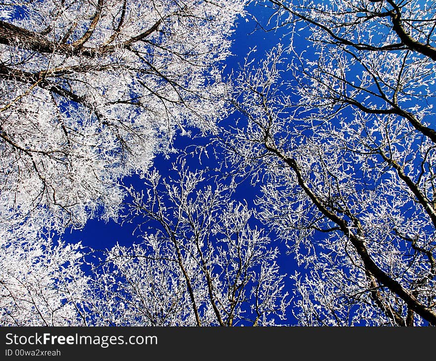 White laced frozen branches against a deep blue sky. White laced frozen branches against a deep blue sky