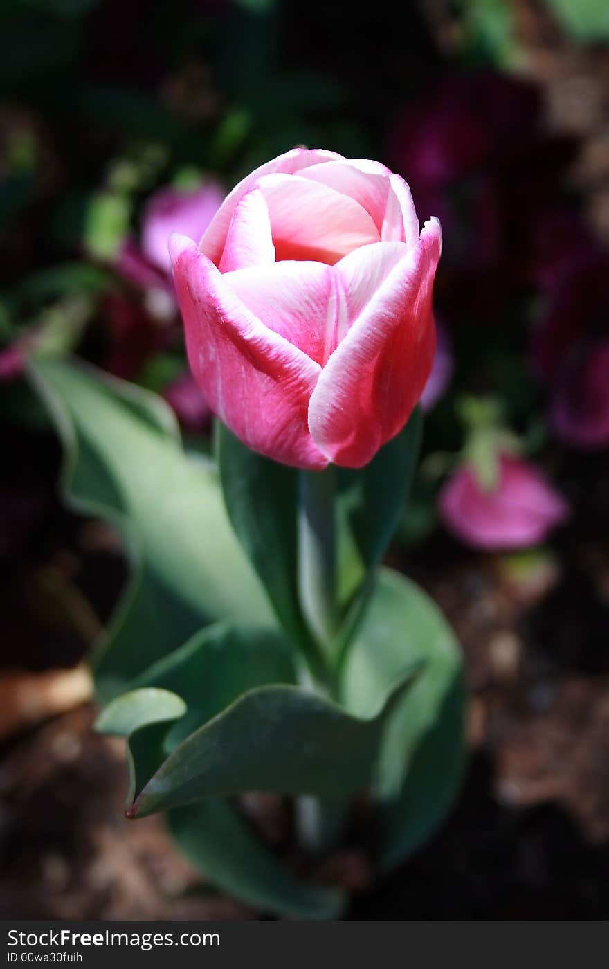 A tulip from a spring festival basking in the sunlight. A tulip from a spring festival basking in the sunlight