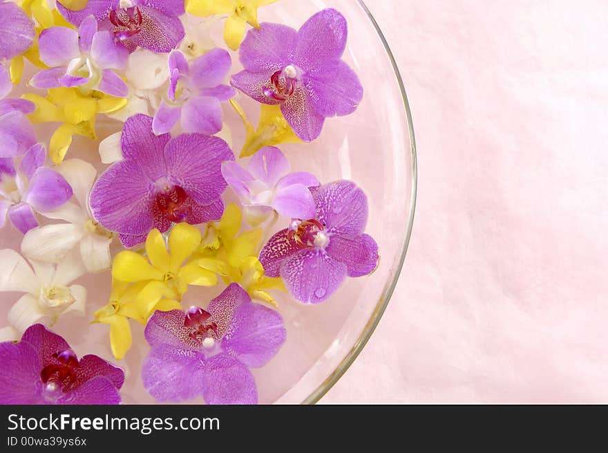 Colorful Orchid flower in vase