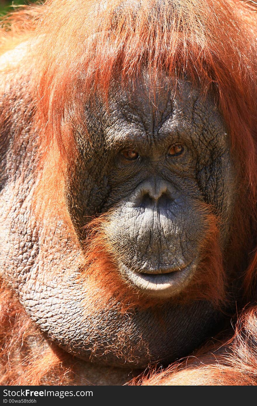 Orangutan