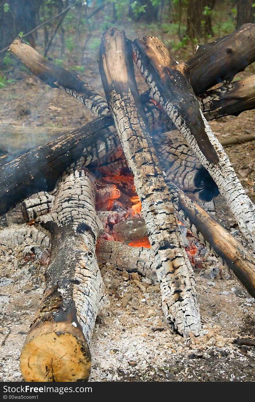 Bonfire. Live fire. Firewood burn in the forest.