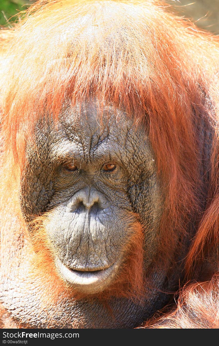 Orangutan