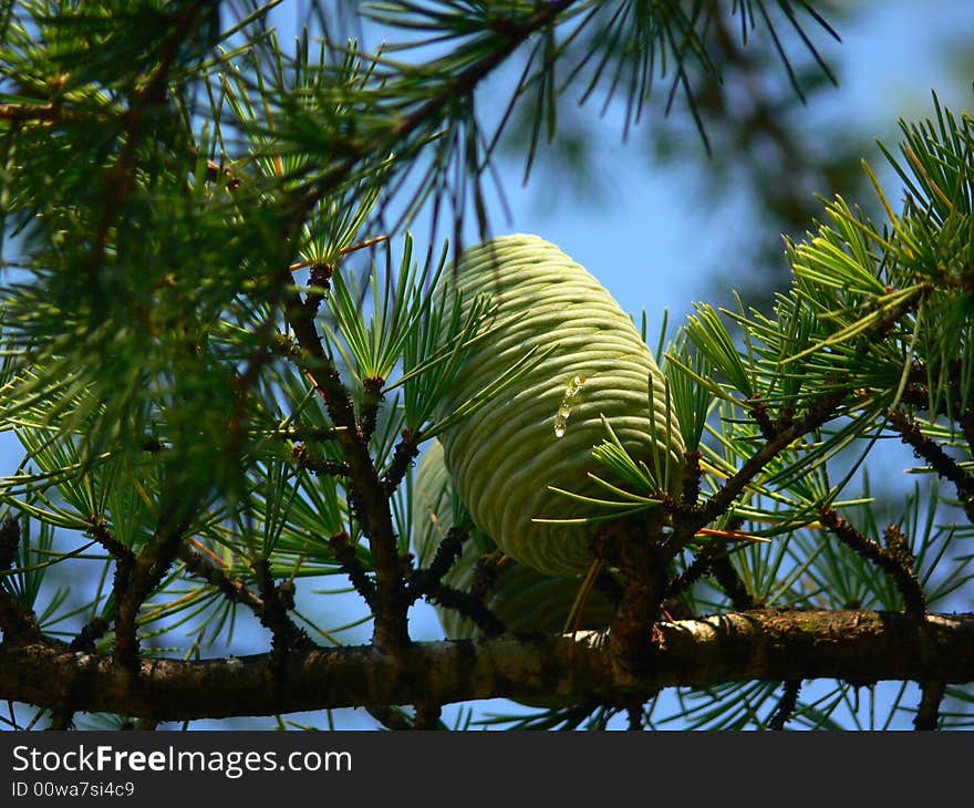 Green seed