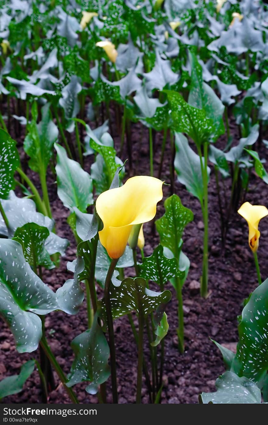 Blooming yellow flowers in garden