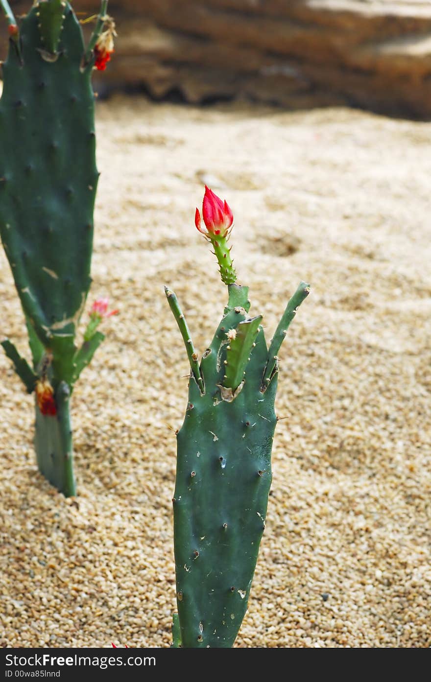 Cactus with red flowers in garden