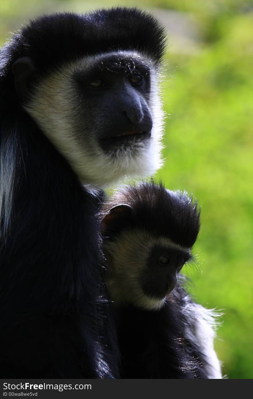 Guereza monkey, sun, spring,baby. Guereza monkey, sun, spring,baby