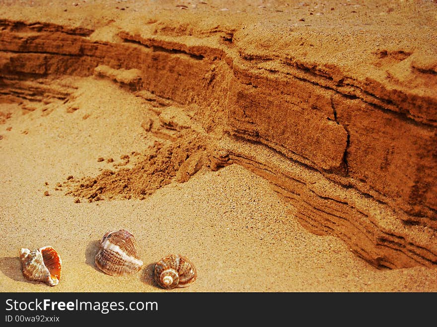 Seashells on the hot orange sand. Seashells on the hot orange sand