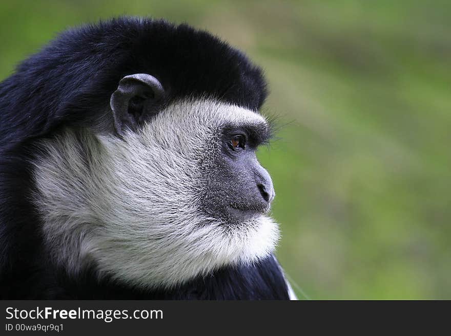 Guereza monkey, sun, spring,baby. Guereza monkey, sun, spring,baby