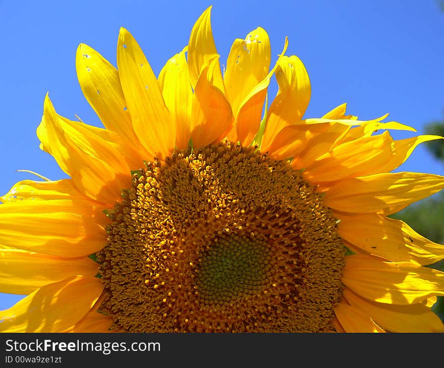 Beautiful gold sunflower with petals on a background of the blue sky. Beautiful gold sunflower with petals on a background of the blue sky