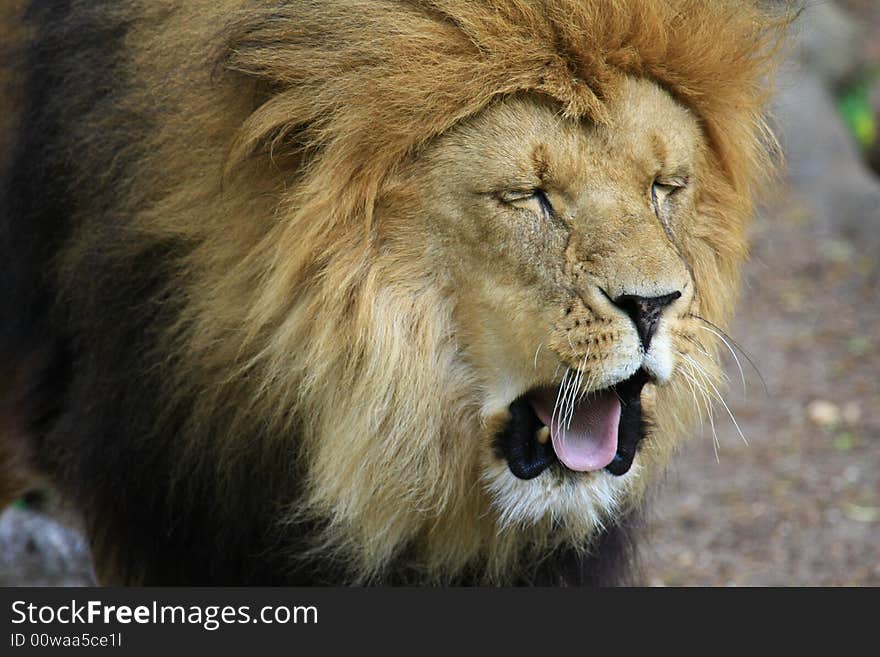 Portrait of a African lion (Panthera leo)