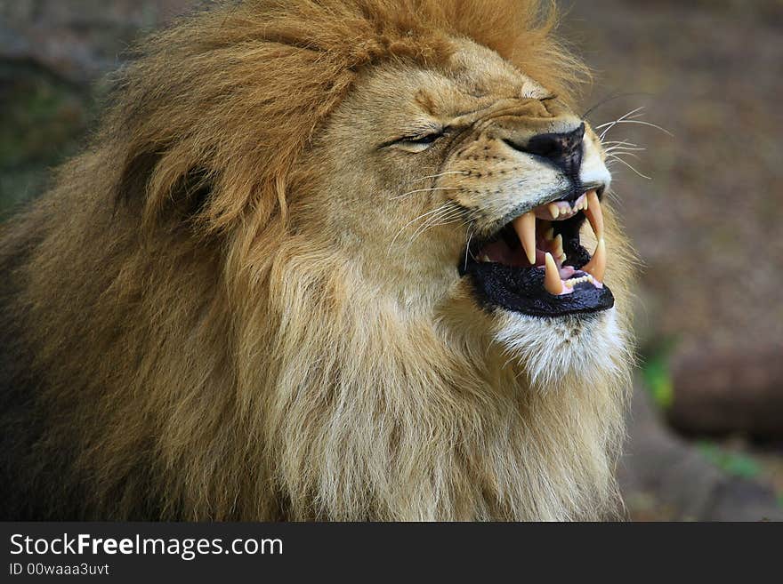 Portrait of a African lion (Panthera leo)