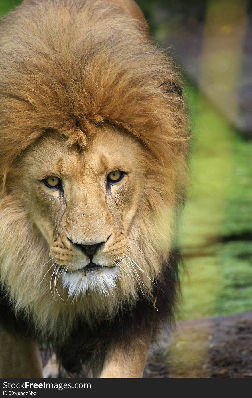 Portrait of a African lion (Panthera leo)