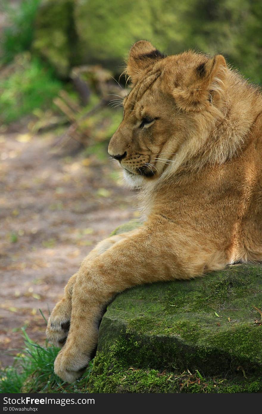 Portrait of a African lion (Panthera leo)