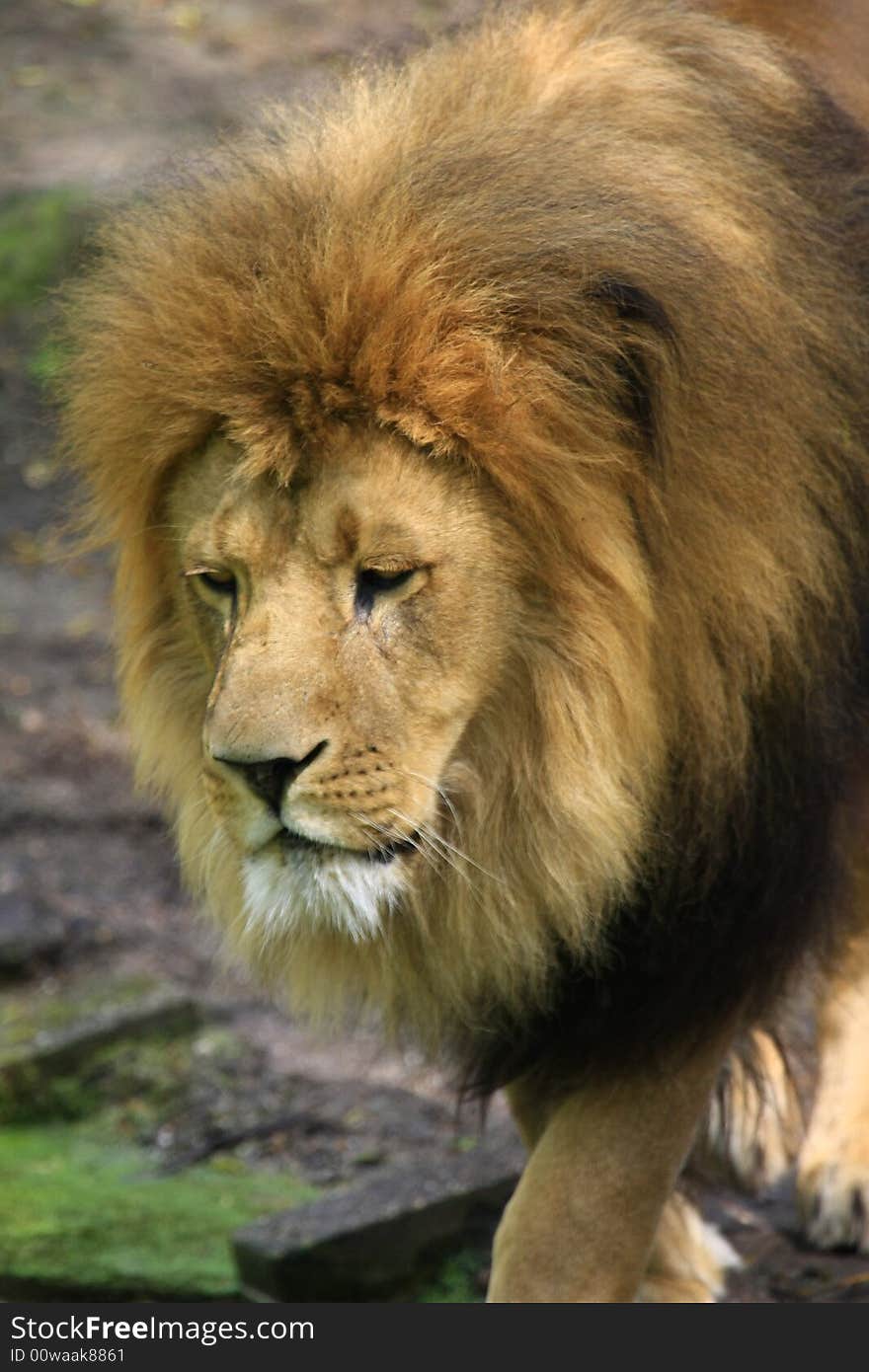 Portrait of a African lion (Panthera leo)