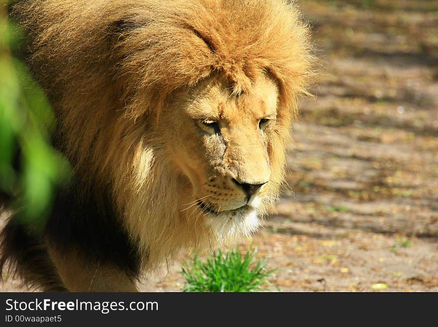 Portrait of a African lion (Panthera leo)