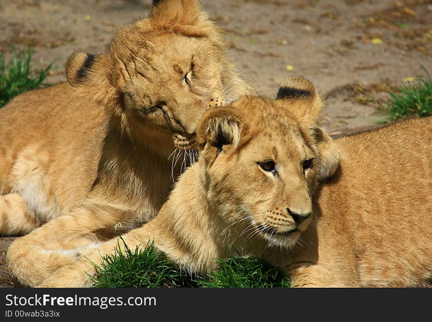 Portrait of a African lion (Panthera leo)