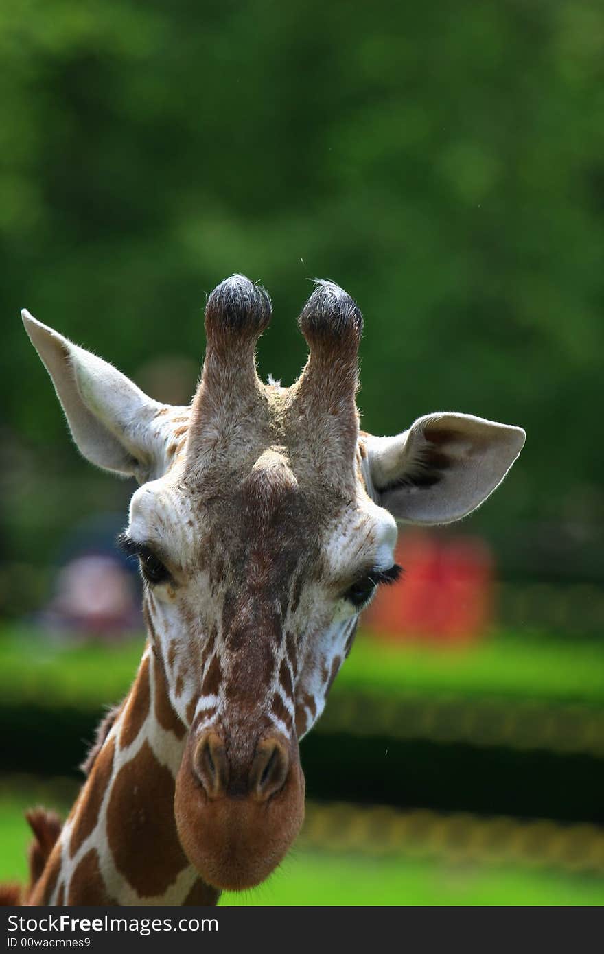 This giraffe is watching everything